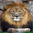 Aslan