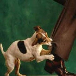 Rüyada Köpek Isırması Diyanet