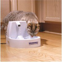 Kediye Su Vermek