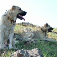 Kangal