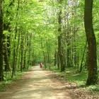 Ağaçlık Yol