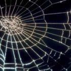 Örümcek Ağı