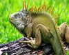 İguana