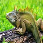 İguana
