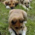 Köpeğe Çarpmak