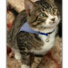 Yavru Kediye Ekmek Vermek